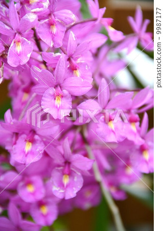 Cymbidium Cymbidium 9987177