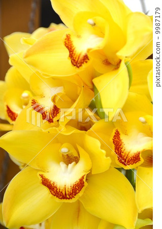 蘭花 蘭花 9987179