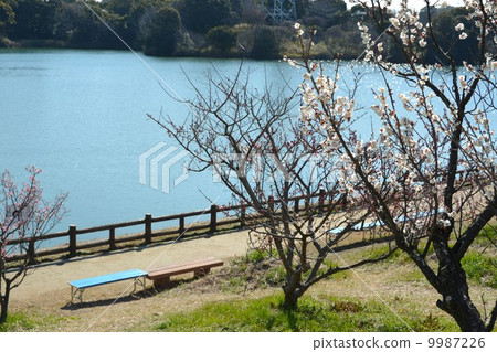 Sakuri Bairin Sakuri Bairin 9987226