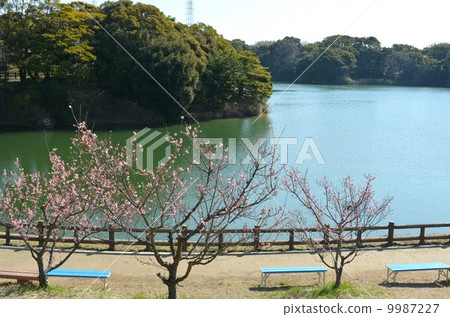 Sakuri Bairin 9987227