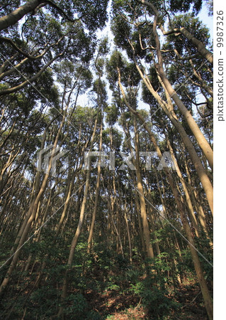 Natural plant Tubanoki no Mori ② Natural plant Tubanoki no Mori ② 9987326