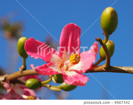 Flower of Okinawa Tokorikiwata and blue sky Flower of Okinawa Tokorikiwata and blue sky 9987342