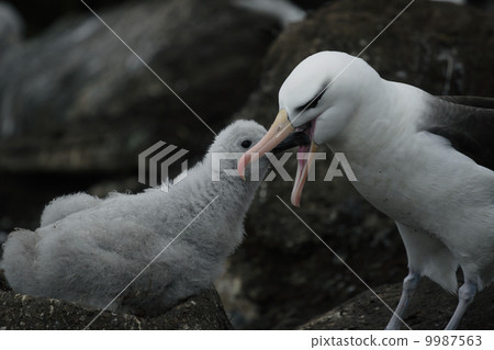 Mayu Glob Albatross 9987563