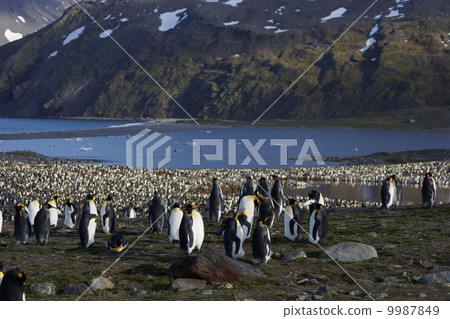 King penguin 9987849