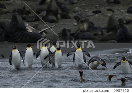 King penguin 9987850