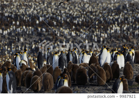 King penguin 9987921