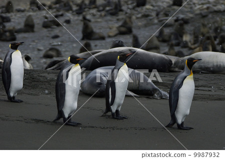 King penguin King penguin 9987932