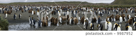 King penguin 9987952