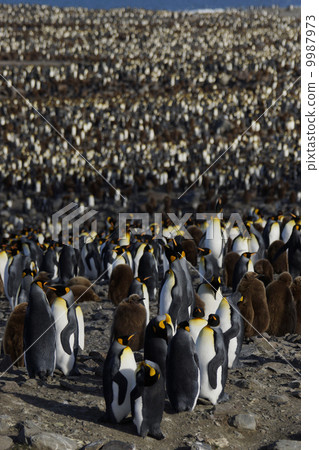 King penguin 9987973