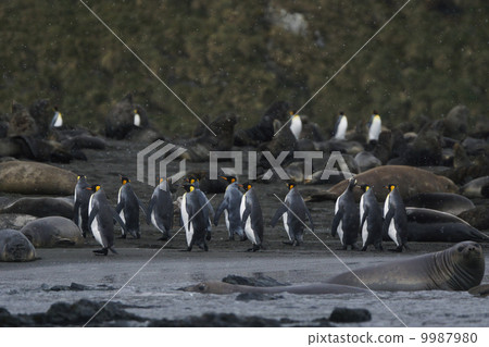 King penguin King penguin 9987980