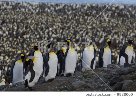 King penguin 9988000