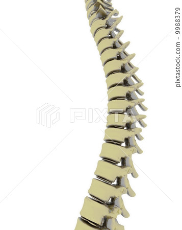 backbone - Stock Illustration [9988379] - PIXTA