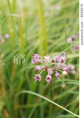 編號的花 編號的花 9988676