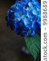 繡球 9988689