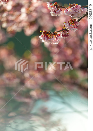 Sakura seasonal flower new material 9988849