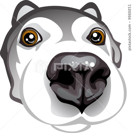 curious muzzle Huskies curious muzzle Huskies 9988851