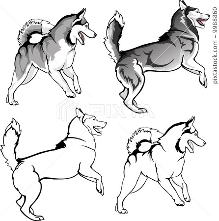 Toying husky 9988860