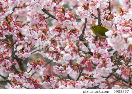 Cherry blossom and mezzo Nature landscape picture material Cherry blossom and mezzo Nature landscape picture material 9988867