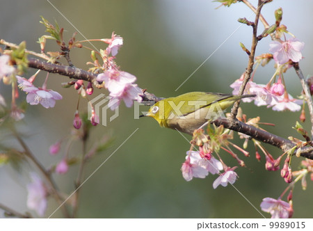 春天的景色 9989015