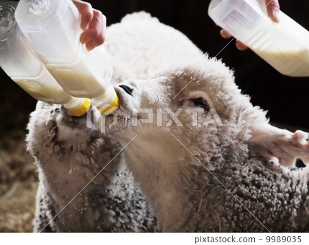 Lamb which drinks milk 9989035