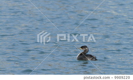 Living things Birds Akami Karisu birch winter feathers 9989220