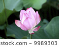Lotus 9989303