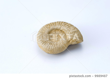 Ammonite fossil 9989487