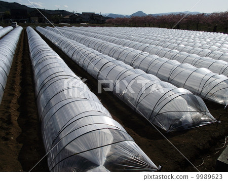 春季蔬菜的強制種植 9989623