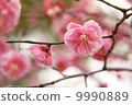 Nanba Kureha 9990889