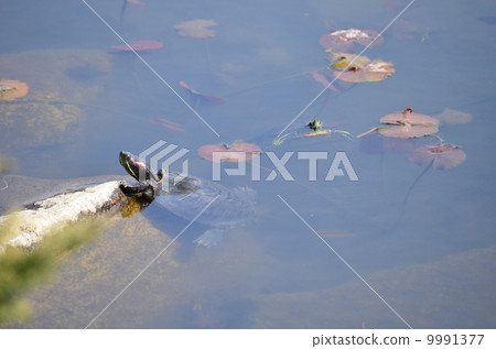 春天來了♪ 9991377