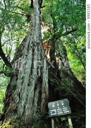 Maternal cedar 9991585