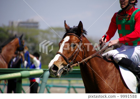 Horse Horse 9991588