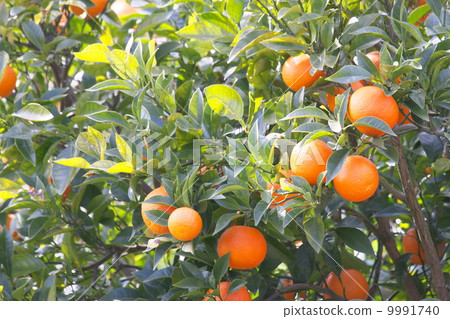 Orange field Orange field 9991740