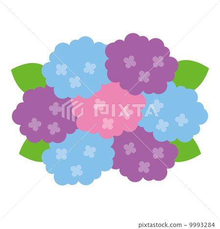 hydrangea hydrangea 9993284