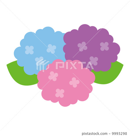 hydrangea hydrangea 9993298