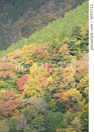從Ishigome地平線的秋葉 9993312