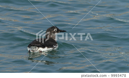 生物鳥類Keimafuri(冬天的羽毛)② 生物鳥類Keimafuri(冬天的羽毛)② 9993478