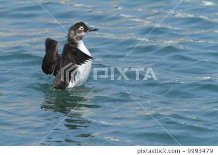 生物鳥類Cayafuri（冬季羽毛）散佈羽毛，水面紅腳① 9993479
