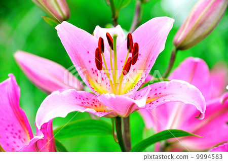 高原的尤里 9994583