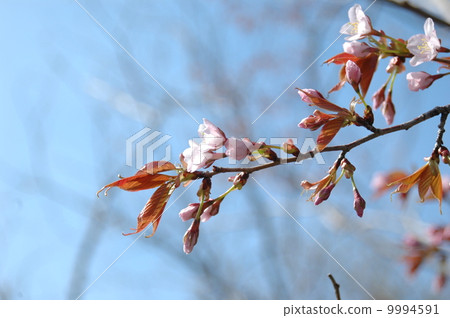 野生烏鴉 野生烏鴉 9994591