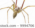 European House Spider Macro 9994706
