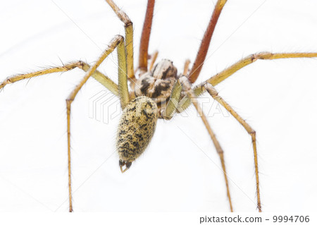 European House Spider Macro 9994706