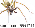 European House Spider Macro 9994714