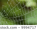 Dewy Spider Web 9994717