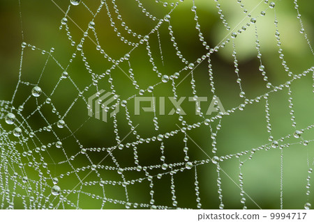 Dewy Spider Web 9994717
