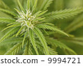 Closeup of Marijuana plant 9994721