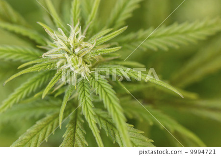 Closeup of Marijuana plant Closeup of Marijuana plant 9994721