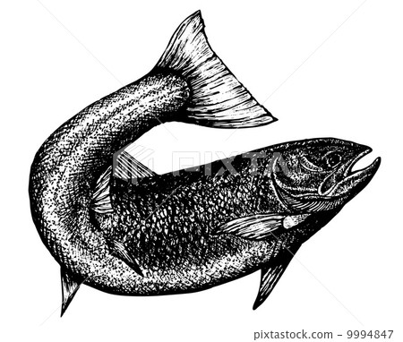 highly detailed sketch of a salmon highly detailed sketch of a salmon 9994847