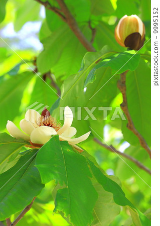 家譜的花 家譜的花 9995152