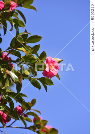 Cold camellia 9995239